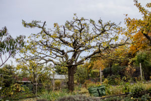 finished pruned apple tree, pruning of an apple tree in autumn finished pruned apple tree, pruning of an apple tree in autumn
