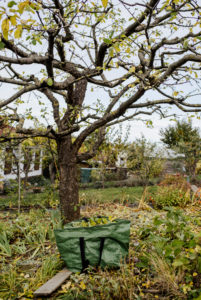 finished pruned apple tree, pruning of an apple tree in autumn finished pruned apple tree, pruning of an apple tree in autumn
