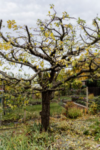 finished pruned apple tree, pruning of an apple tree in autumn finished pruned apple tree, pruning of an apple tree in autumn