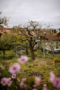 finished pruned apple tree, pruning of an apple tree in autumn finished pruned apple tree, pruning of an apple tree in autumn