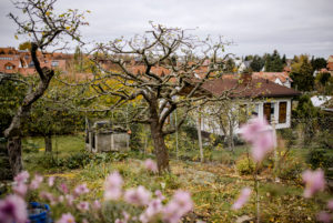finished pruned apple tree, pruning of an apple tree in autumn finished pruned apple tree, pruning of an apple tree in autumn