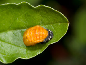 Bildagentur | mauritius images | Close Up Of An Adonis Ladybird Pupa (Adonia  Variegata) Attached To A Leaf In A Waste Ground Habitat In Kyrenia North  Cyprus