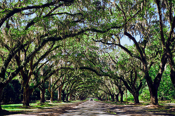 Bildagentur Mauritius Images Usa Georgia Savannah Historic Wormsloe Plantation Oak Lined Drive