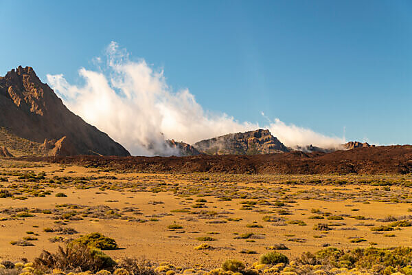 Cactus Teide – NATYAL