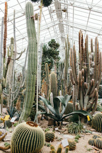 dracaena zeylanica Sansevieria Zeylanica – Hey Rooted main image 0