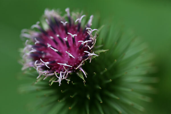 Bildagentur | mauritius images | Distel