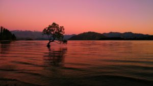 New Zealand, Lake Wanaka, tree in the water New Zealand, Lake Wanaka, tree in the water