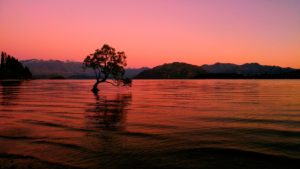 Lonely tree in the water, Wanaka in New Zealand Lonely tree in the water, Wanaka in New Zealand