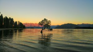 Lonely tree in the water, Wanaka in New Zealand Lonely tree in the water, Wanaka in New Zealand