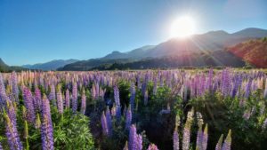 Colorful lupine meadow, New Zealand Colorful lupine meadow, New Zealand