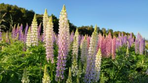 Colorful lupine meadow, New Zealand Colorful lupine meadow, New Zealand