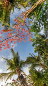 Blue sky surrounded by palm trees and red flowers, Fiji Blue sky surrounded by palm trees and red flowers, Fiji