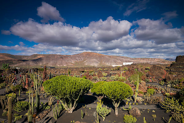 Bildagentur | mauritius images | Guatiza, Lanzarote, Spain View of the cacti  in the cactus garden -Jardin de Cactus- in the village of Guatiza on the  island of Lanzarote in the Canary Islands