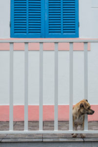 Portugal, Azores, Pico Island, Lajes do Pico, small dog Portugal, Azores, Pico Island, Lajes do Pico, small dog