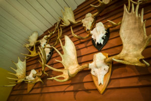Sweden, Vastragotland, Vanersborg, Royal Hunt Museum-Elk Hill, elk antlers Sweden, Vastragotland, Vanersborg, Royal Hunt Museum-Elk Hill, elk antlers