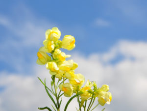 Bildagentur | mauritius images | Echtes Leinkraut (Linaria vulgaris)