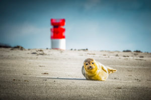 Deutschland, Insel, Nordsee, Helgoland, Dühne, Strand, Kegelrobbe, Leuchtturm Deutschland, Insel, Nordsee, Helgoland, Dühne, Strand, Kegelrobbe, Leuchtturm