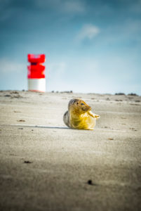 Deutschland, Insel, Nordsee, Helgoland, Dühne, Strand, Kegelrobbe, Leuchtturm Deutschland, Insel, Nordsee, Helgoland, Dühne, Strand, Kegelrobbe, Leuchtturm