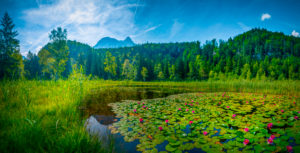 Deutschland, Allgäu, Füssen, See, Schwansee, Teich, Seerosenteich Deutschland, Allgäu, Füssen, See, Schwansee, Teich, Seerosenteich