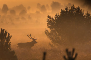 Deer in the morning haze Deer in the morning haze