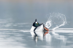 Goldeneye, courting Goldeneye, courting