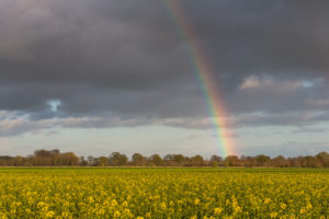 Rainbow over rape field Rainbow over rape field