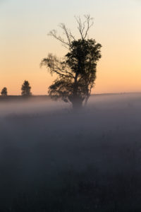 Birch in the sunrise Birch in the sunrise