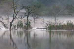Trees and reeds are reflected in the water, morning mood Trees and reeds are reflected in the water, morning mood