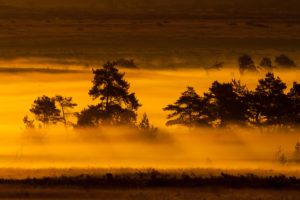 Morning mood in the Lueneburg Heath, sunrise, haze Morning mood in the Lueneburg Heath, sunrise, haze