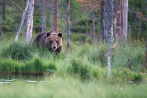 Brown bear, Ursus arctos Brown bear, Ursus arctos