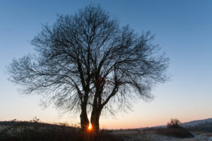 Two trees in front of sunset Two trees in front of sunset