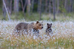 Brown bears, Ursus arctos, wildlife, Finland Brown bears, Ursus arctos, wildlife, Finland
