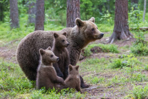 Brown bears, Ursus arctos, wildlife, Finland Brown bears, Ursus arctos, wildlife, Finland