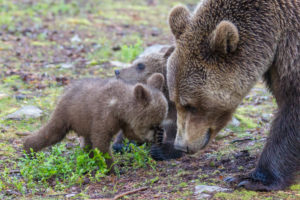 Brown bears, Ursus arctos, wildlife, Finland Brown bears, Ursus arctos, wildlife, Finland
