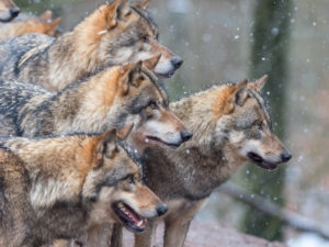 European wolves, Canis lupus, European wolves, Canis lupus,