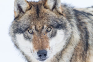 European wolf, Canis lupus, European wolf, Canis lupus,