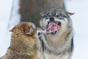 European wolves, Canis lupus, European wolves, Canis lupus,