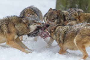 European wolves, Canis lupus, European wolves, Canis lupus,
