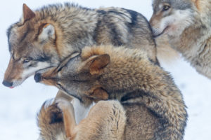 European wolves, Canis lupus, European wolves, Canis lupus,