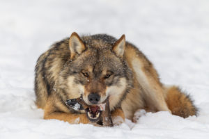 European wolf, Canis lupus, European wolf, Canis lupus,