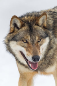European wolf, Canis lupus, European wolf, Canis lupus,