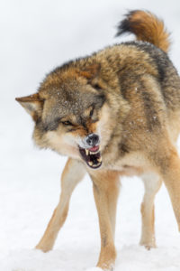 European wolf, Canis lupus, European wolf, Canis lupus,