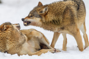 European wolves, Canis lupus, European wolves, Canis lupus,