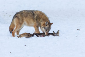 European wolf, Canis lupus, European wolf, Canis lupus,