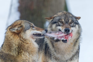 European wolves, Canis lupus, European wolves, Canis lupus,