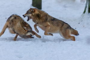 European wolves, Canis lupus, European wolves, Canis lupus,