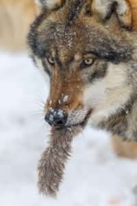 European wolf, Canis lupus, European wolf, Canis lupus,