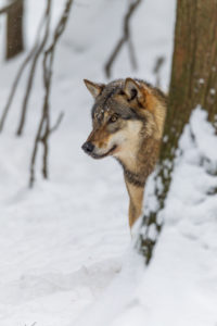 European wolf, Canis lupus, European wolf, Canis lupus,