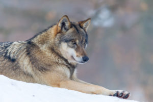 European wolf, Canis lupus, European wolf, Canis lupus,