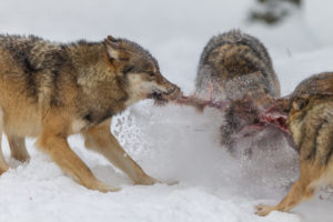 European wolves, Canis lupus, European wolves, Canis lupus,